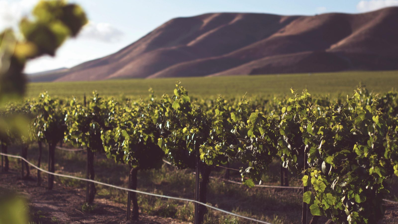 Hollister CA vineyards